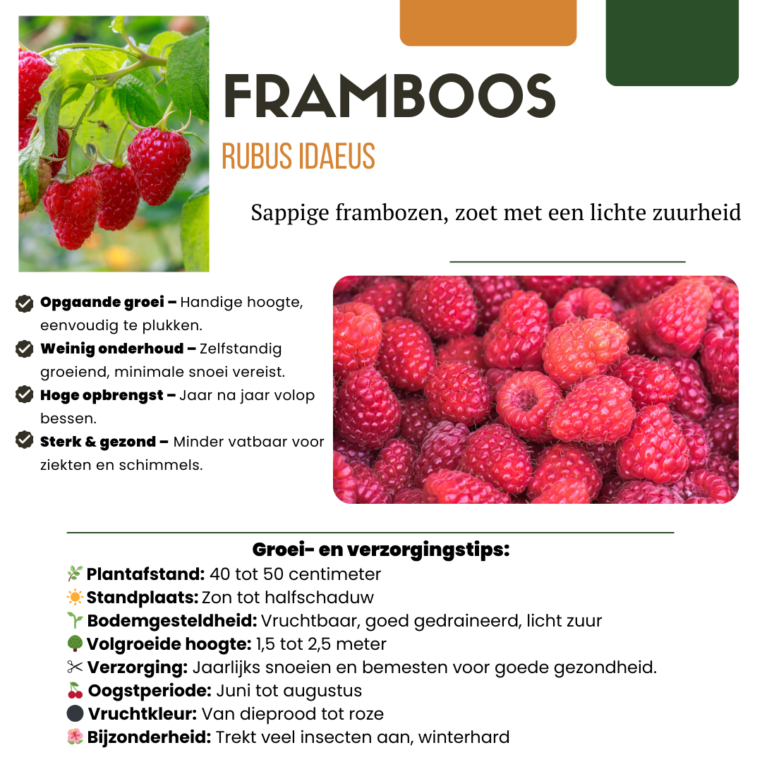 Vruchtenfeestje – biologische bessenmix voor tuin of balkon (3 stuks)