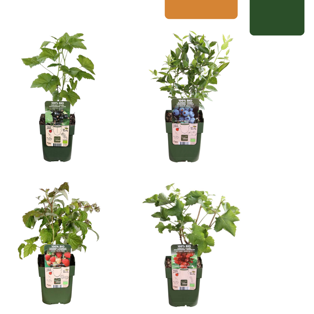 Vruchtenparadijs – biologische bessenmix voor tuin of balkon (4 stuks)