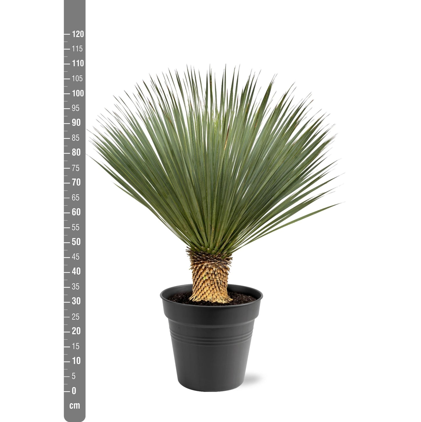 Yucca Rostrata – 100–120 cm (winterharde palmlelie)