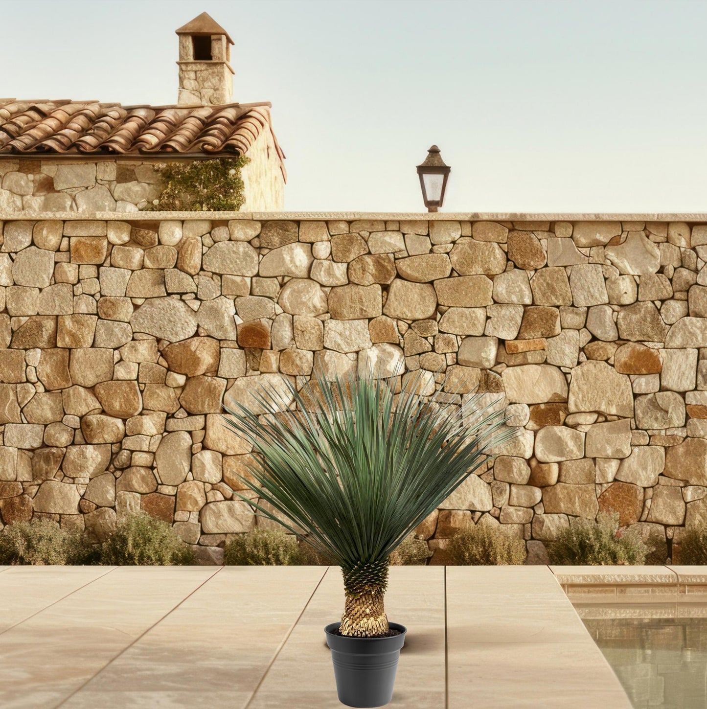 Yucca Rostrata – 100–120 cm (winterharde palmlelie)