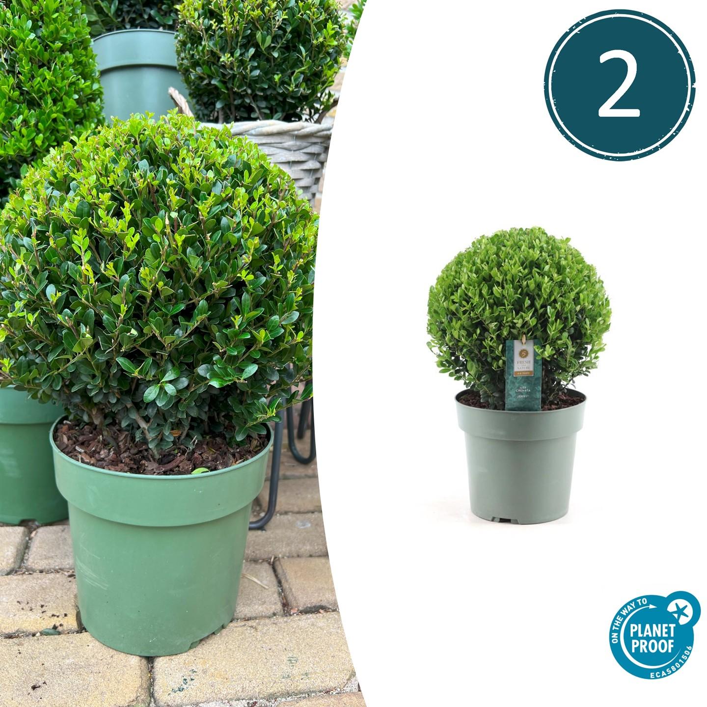 Buxusbolletjes – Ilex ‘Jenny’ XL (2 stuks)