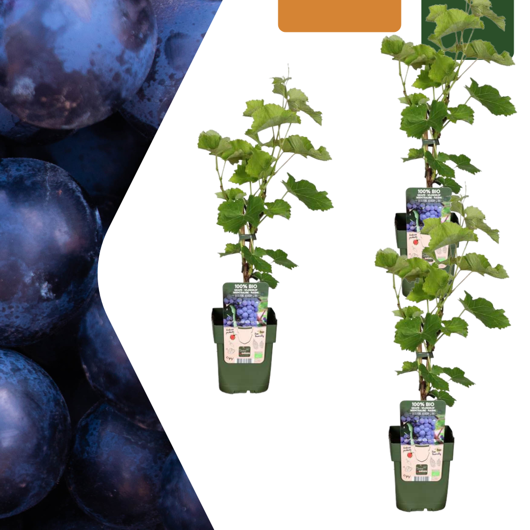 Druivenliefde – biologische druivenplanten set (3 stuks)