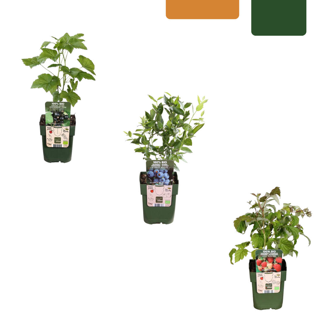 Vruchtenfeestje – biologische bessenmix voor tuin of balkon (3 stuks)