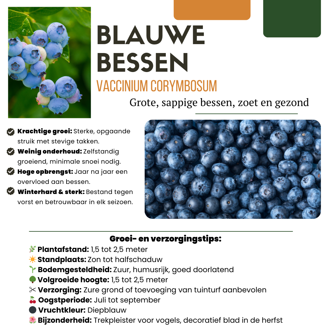 Vruchtenparadijs – biologische bessenmix voor tuin of balkon (4 stuks)