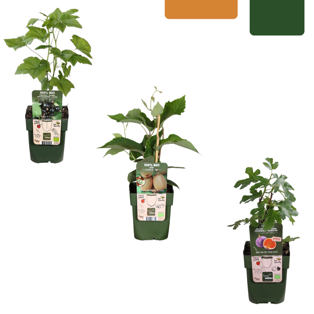 Zoete oogst trio – biologische fruittoppers voor tuin of balkon