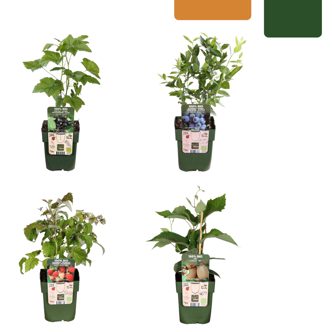 Zomervruchten – biologische fruitmix voor tuin of balkon (4 stuks)