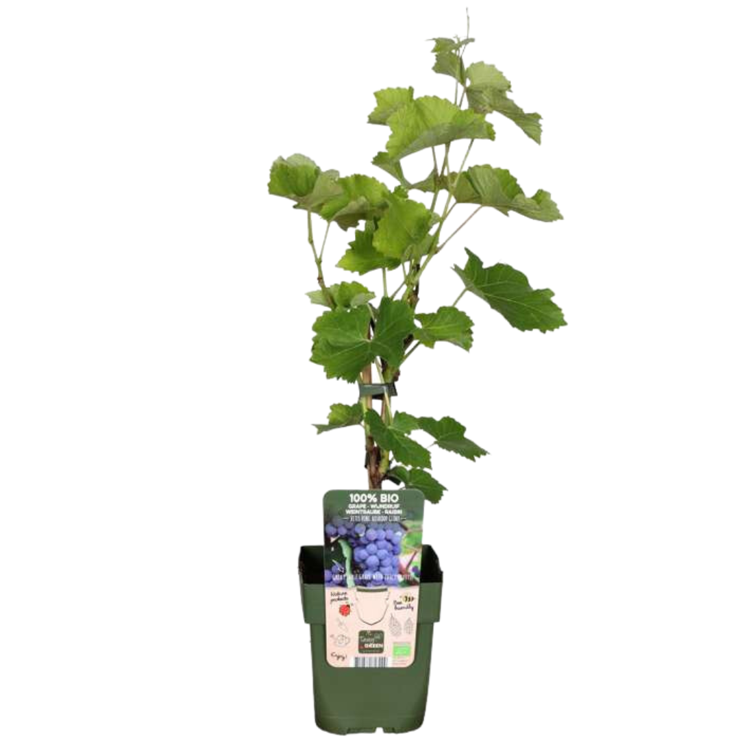 Vruchten Oase – biologische fruitmix voor tuin of balkon (5 stuks)