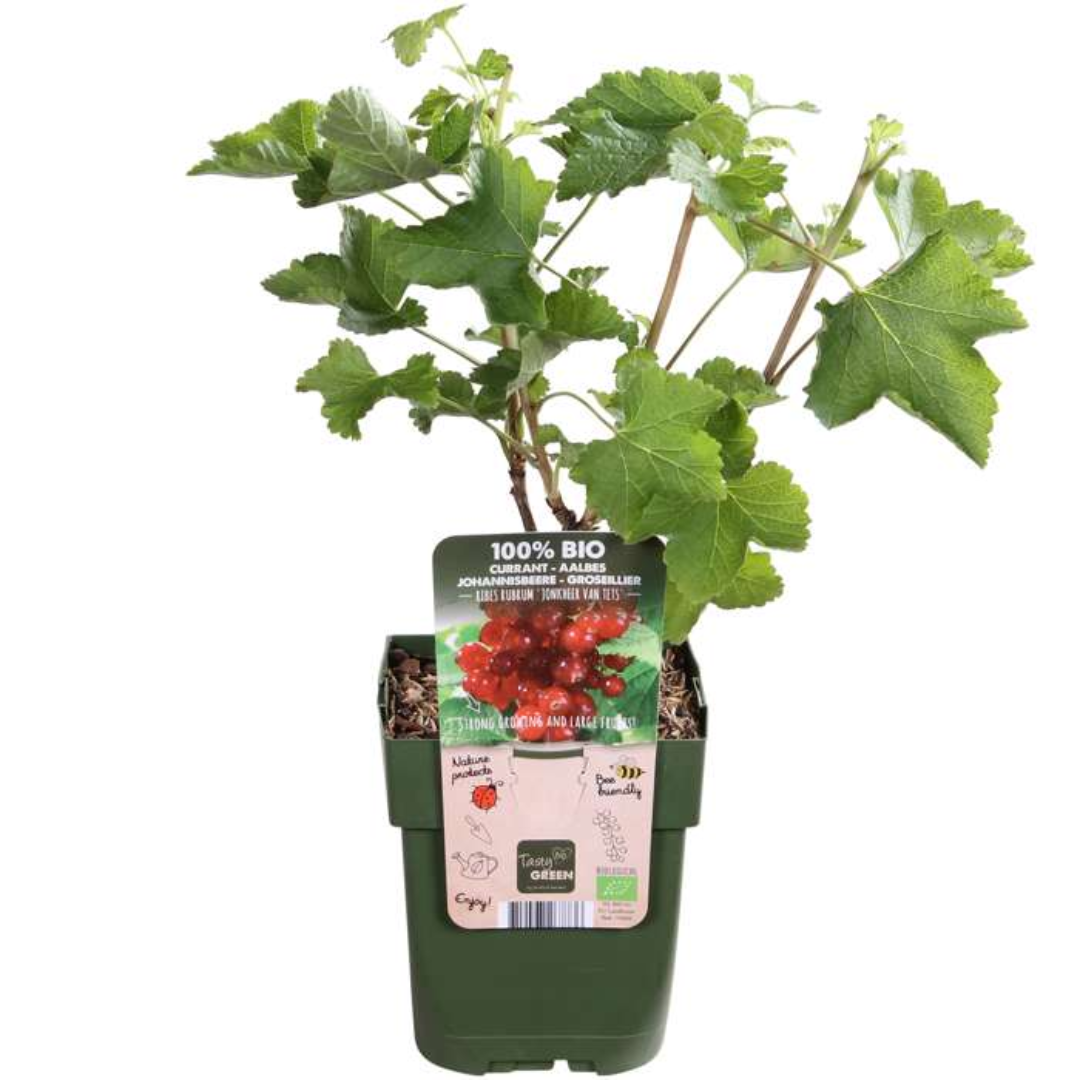 Vruchten Oase – biologische fruitmix voor tuin of balkon (5 stuks)