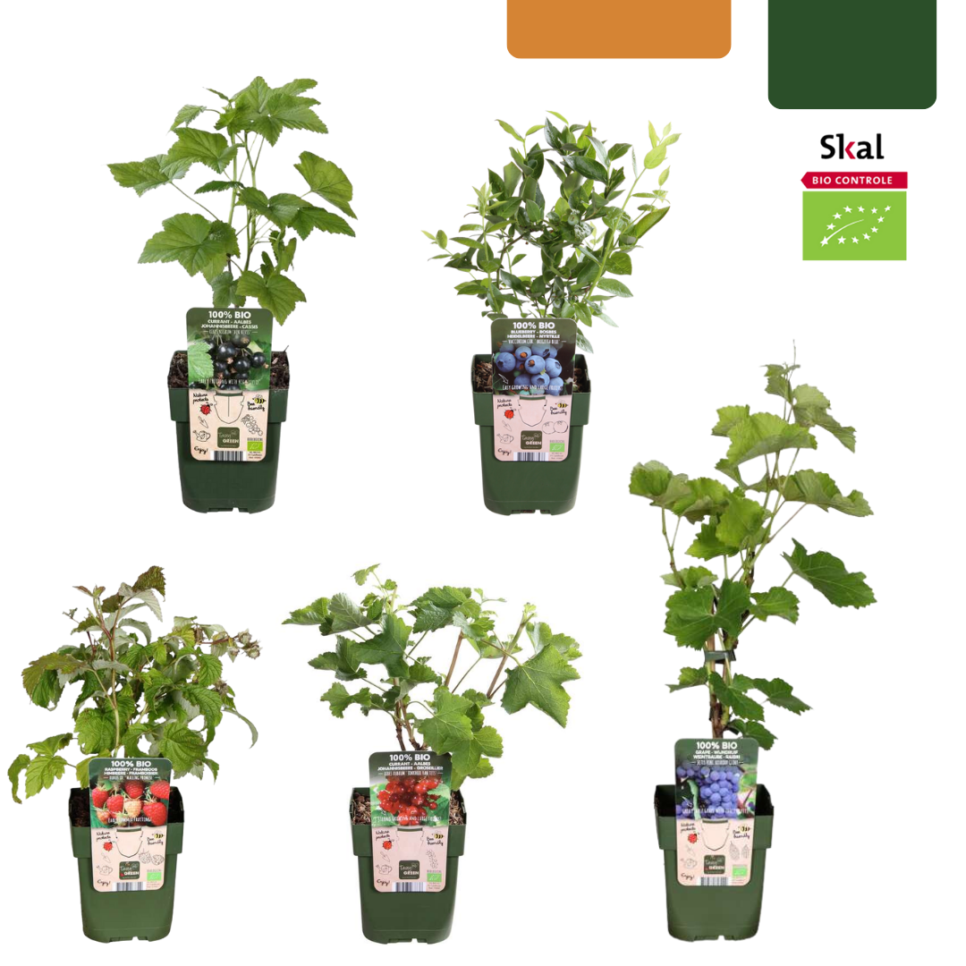 Vruchten Oase – biologische fruitmix voor tuin of balkon (5 stuks)
