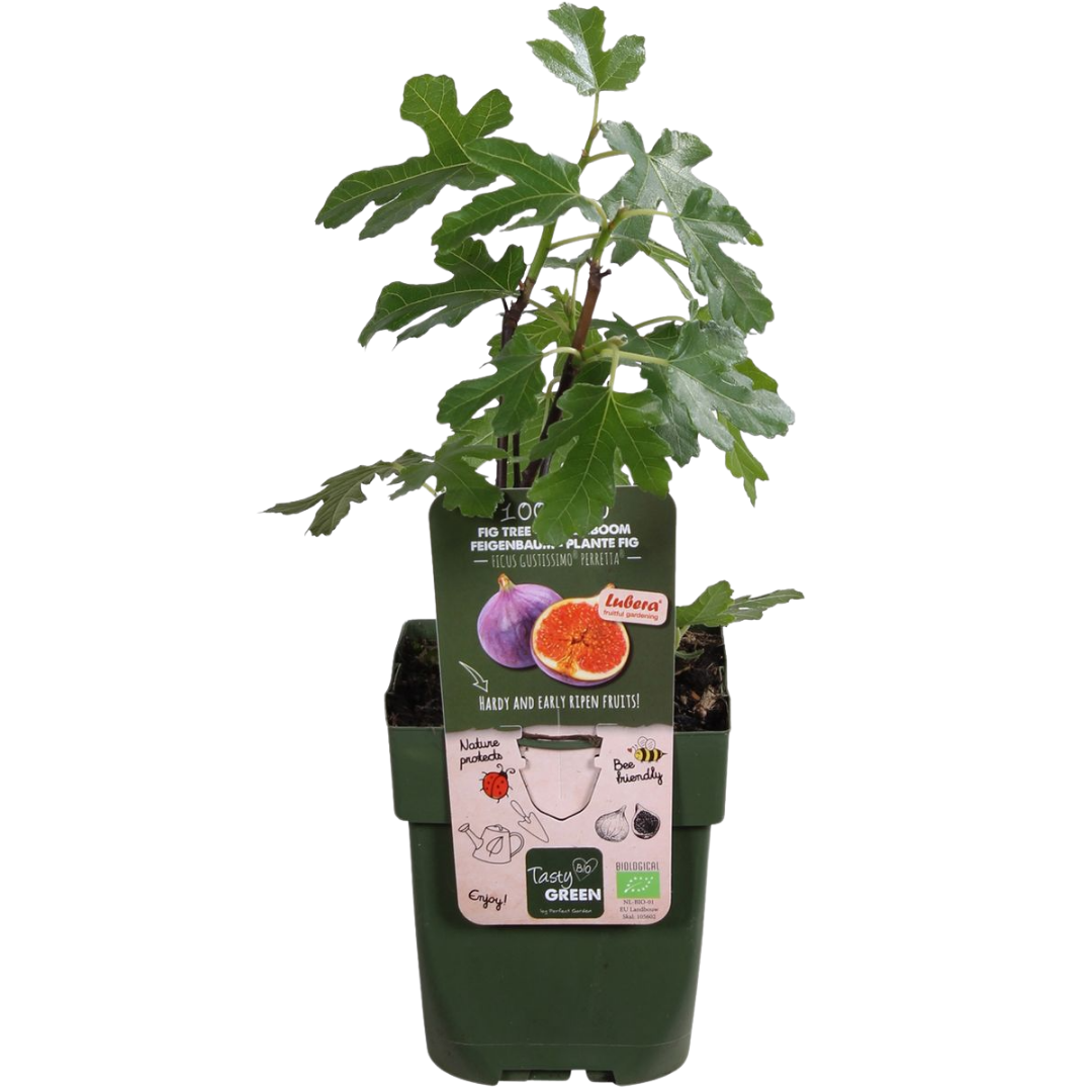 Vijgenfeest – biologische vijgenplanten set (3 stuks)