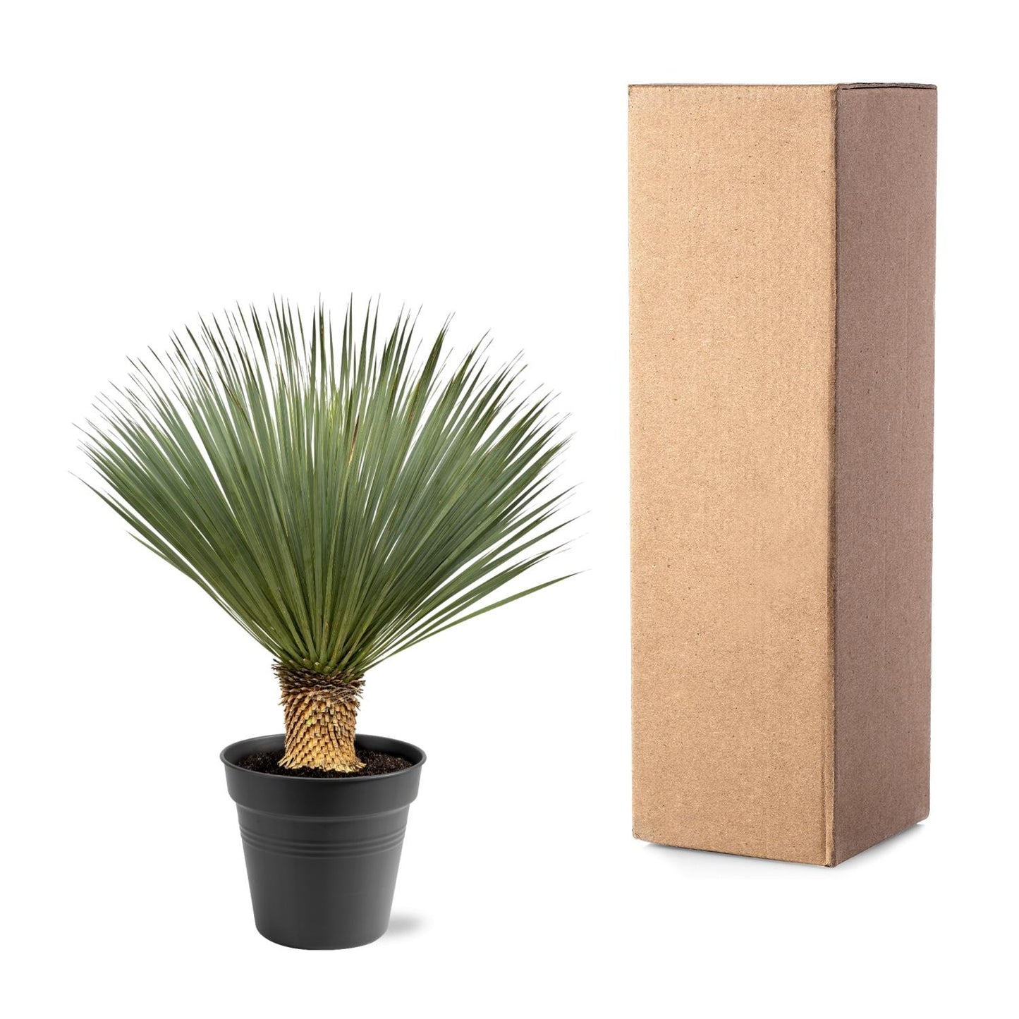 Yucca Rostrata – 100–120 cm (winterharde palmlelie)