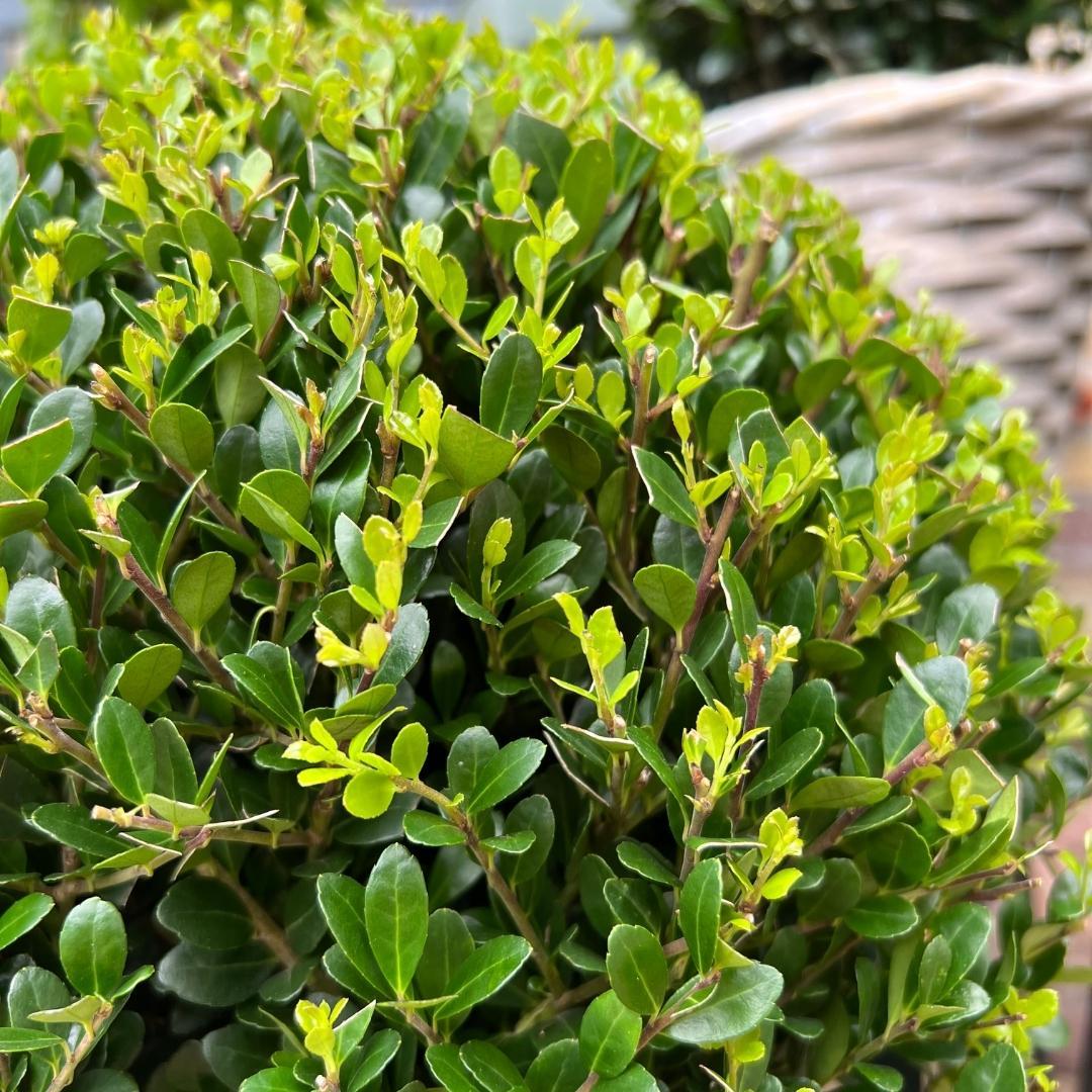 Buxusbolletjes – Ilex ‘Jenny’ XL (2 stuks)