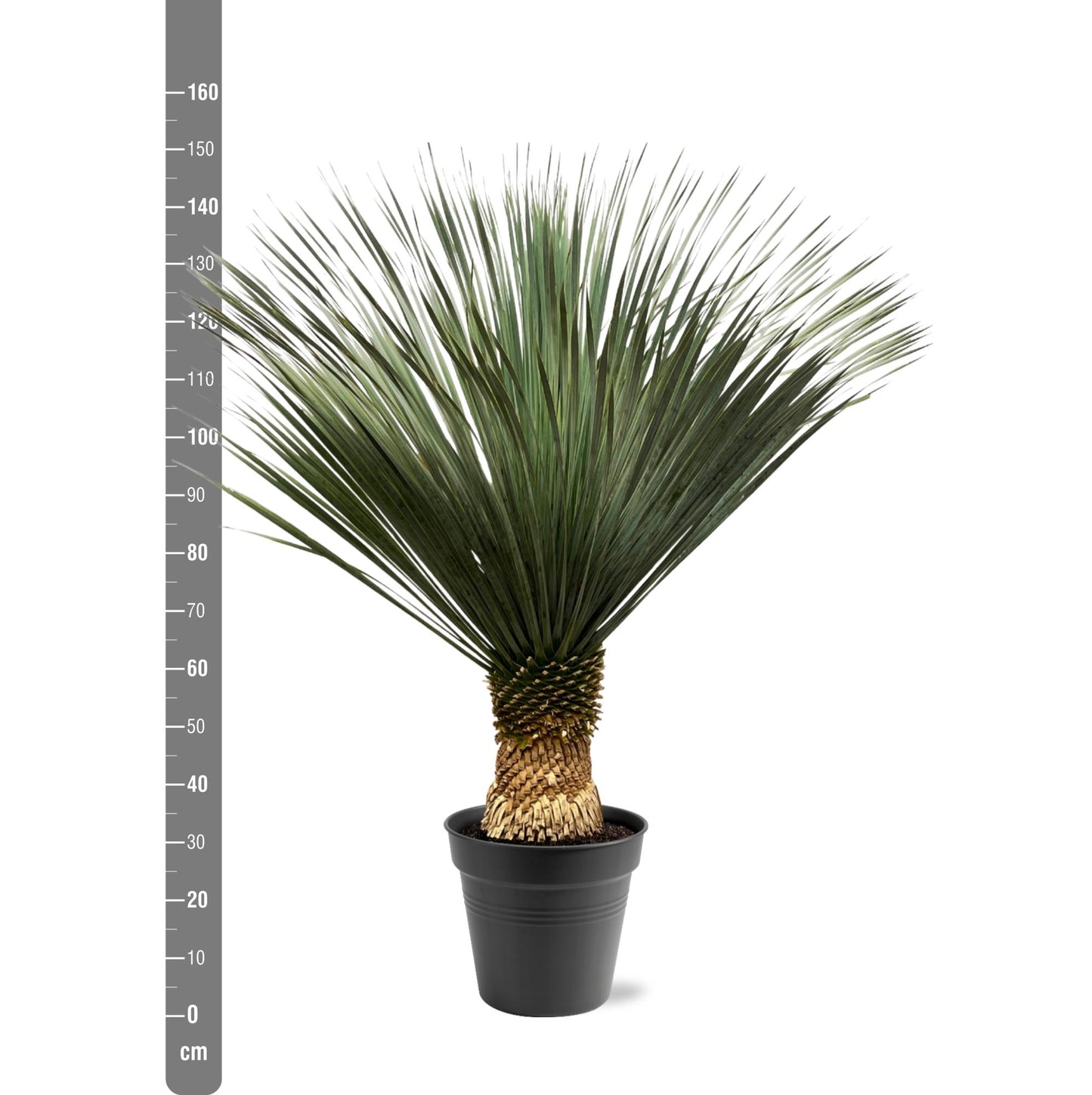 Yucca Rostrata - 130 - 150 cm - Ø50