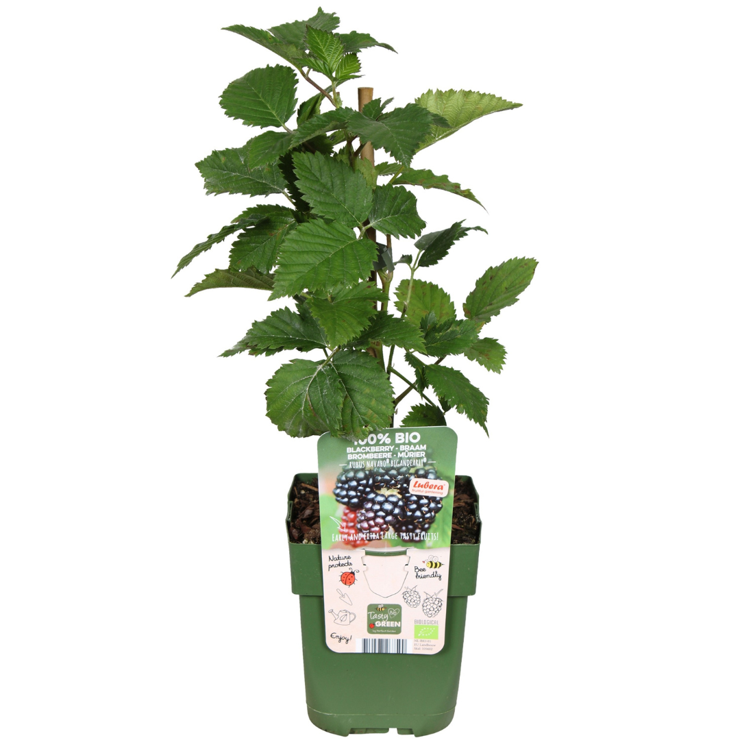 Vruchtenfeestje – biologische bessenmix voor tuin of balkon (3 stuks)