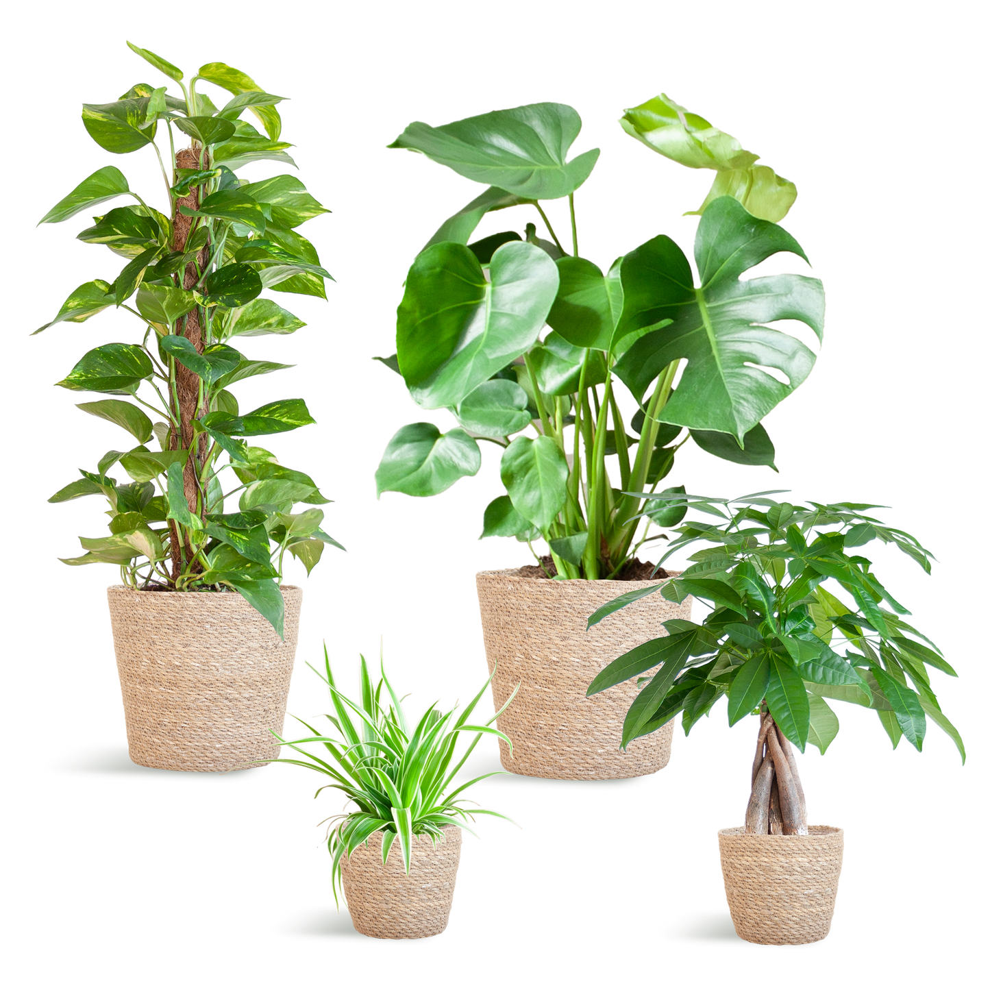 Easy care Plantenbox - medium - met mand Sofia