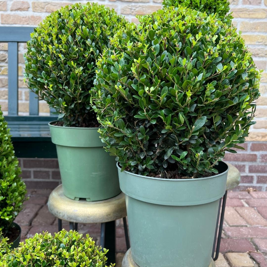 Buxusbolletjes – Ilex ‘Jenny’ XL (2 stuks)