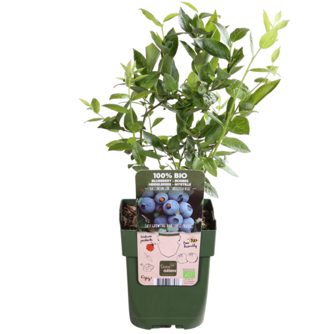 Vruchtenfeestje – biologische bessenmix voor tuin of balkon (3 stuks)