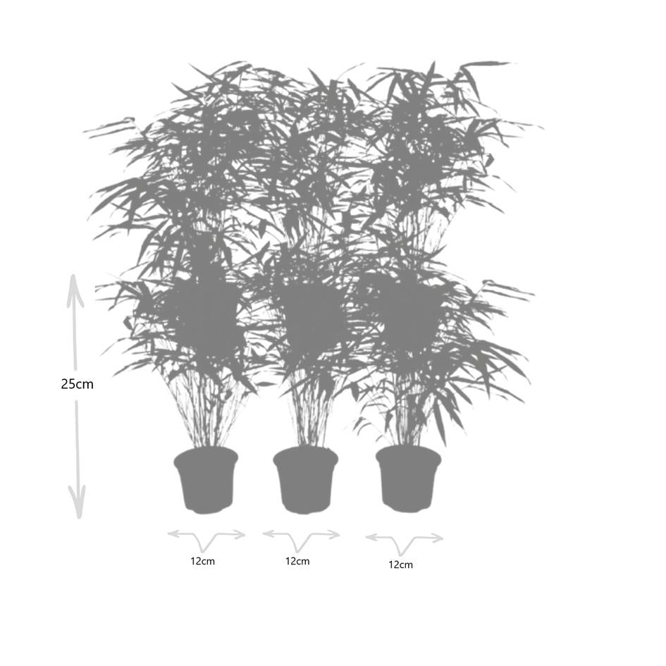Bamboebosje – Fargesia Rufa set (6 stuks)