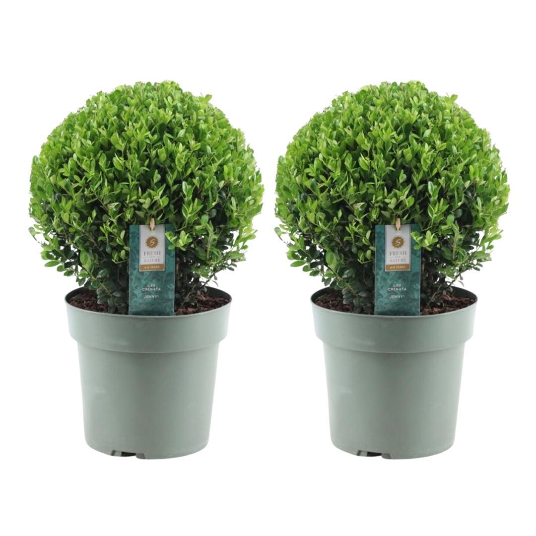Buxusbolletjes – Ilex ‘Jenny’ XL (2 stuks)