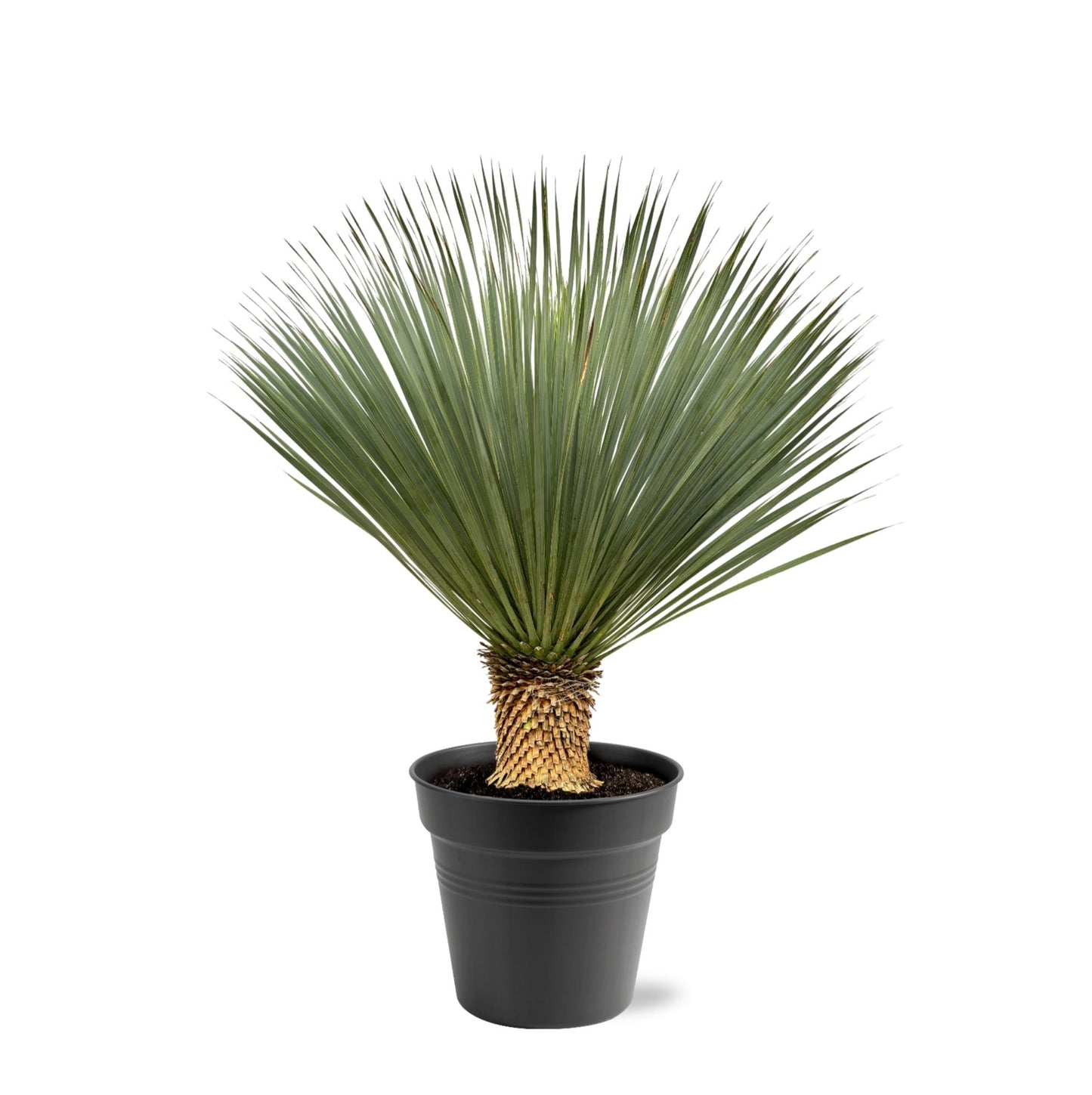 Yucca Rostrata – 100–120 cm (winterharde palmlelie)