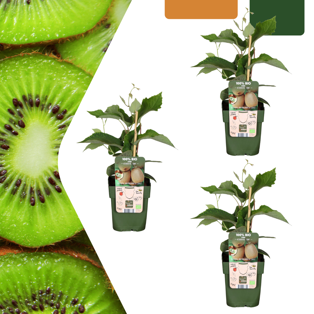 Kiwi-kriebels – biologische kiwiplanten set (3 stuks)