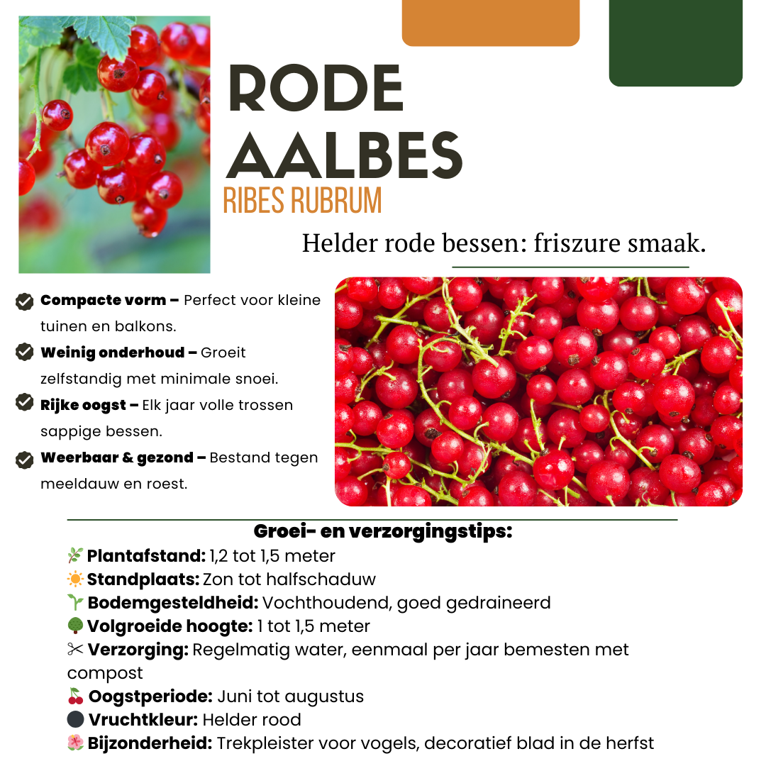 Vruchtenparadijs – biologische bessenmix voor tuin of balkon (4 stuks)