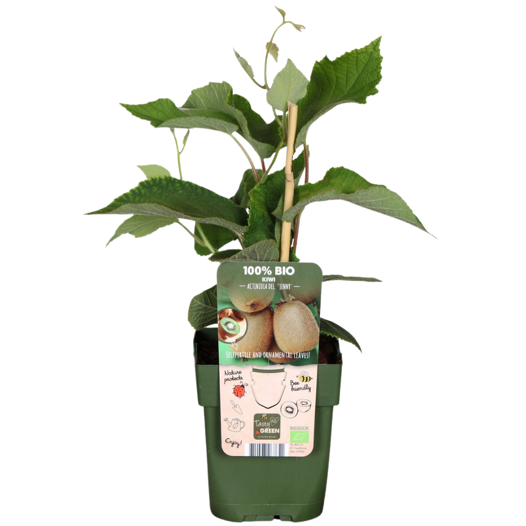 Zoete oogst trio – biologische fruittoppers voor tuin of balkon
