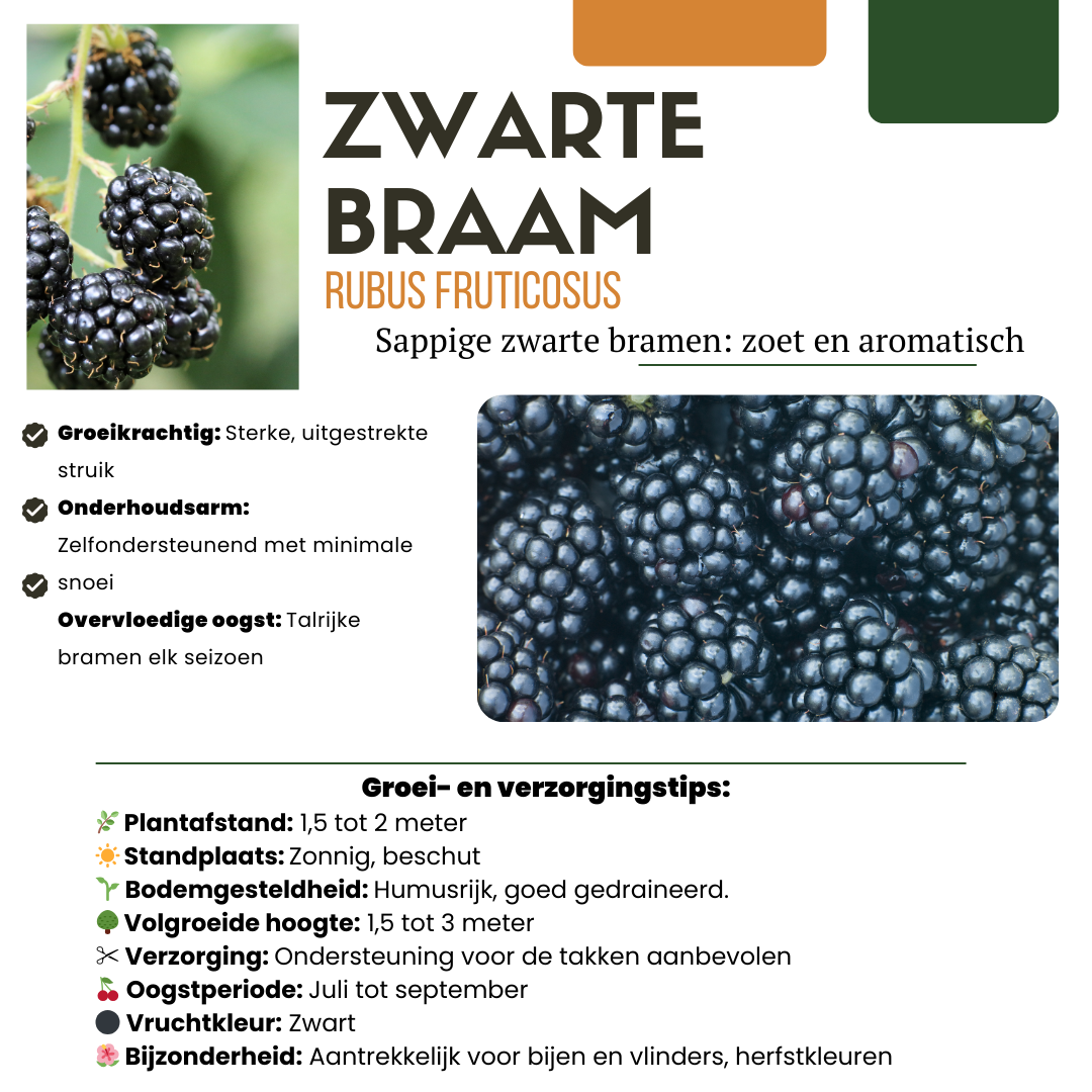 Vruchtenfeestje – biologische bessenmix voor tuin of balkon (3 stuks)