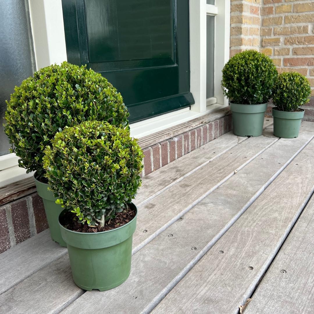 Buxusbolletjes – Ilex ‘Jenny’ XL (2 stuks)