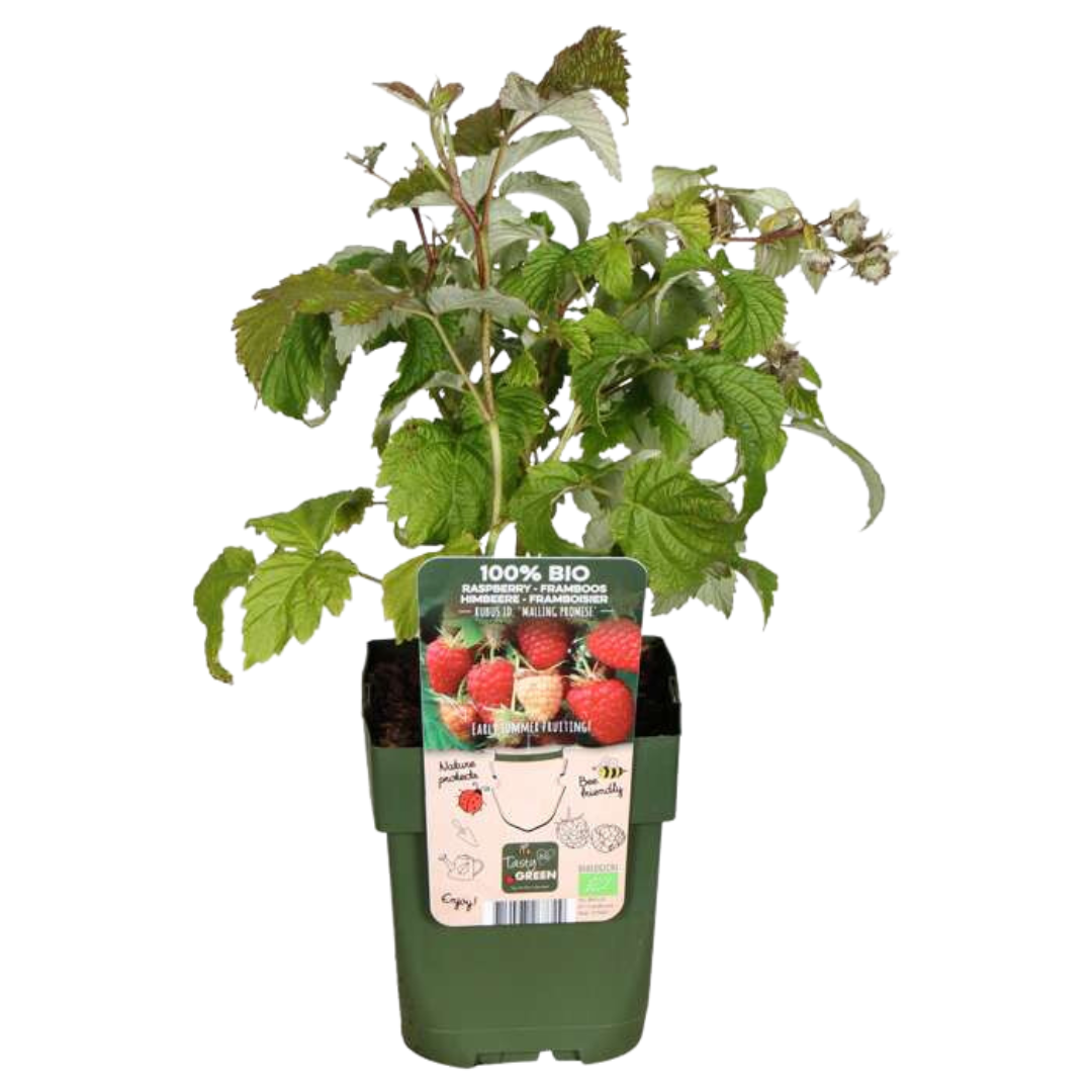 Vruchtenparadijs – biologische bessenmix voor tuin of balkon (4 stuks)