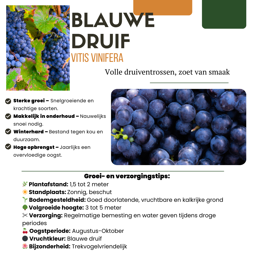 Vruchten Oase – biologische fruitmix voor tuin of balkon (5 stuks)