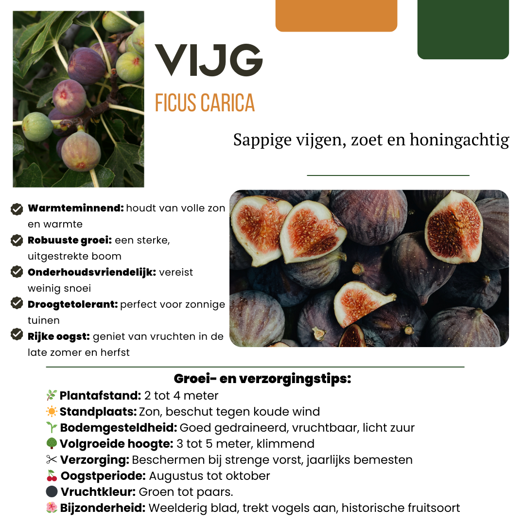 Vijgenfeest – biologische vijgenplanten set (3 stuks)