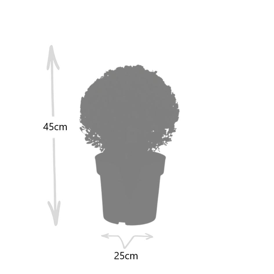 Buxusbolletjes – Ilex ‘Jenny’ XL (2 stuks)