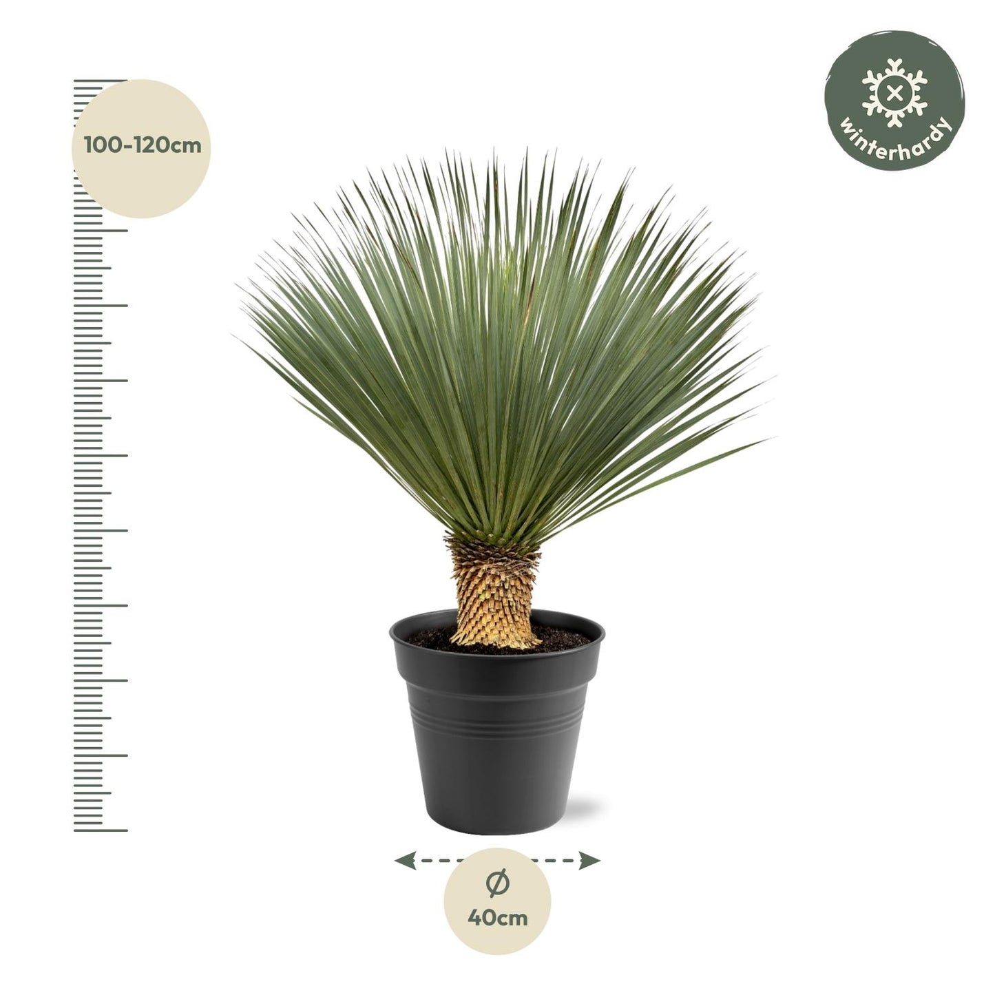 Yucca Rostrata – 100–120 cm (winterharde palmlelie)