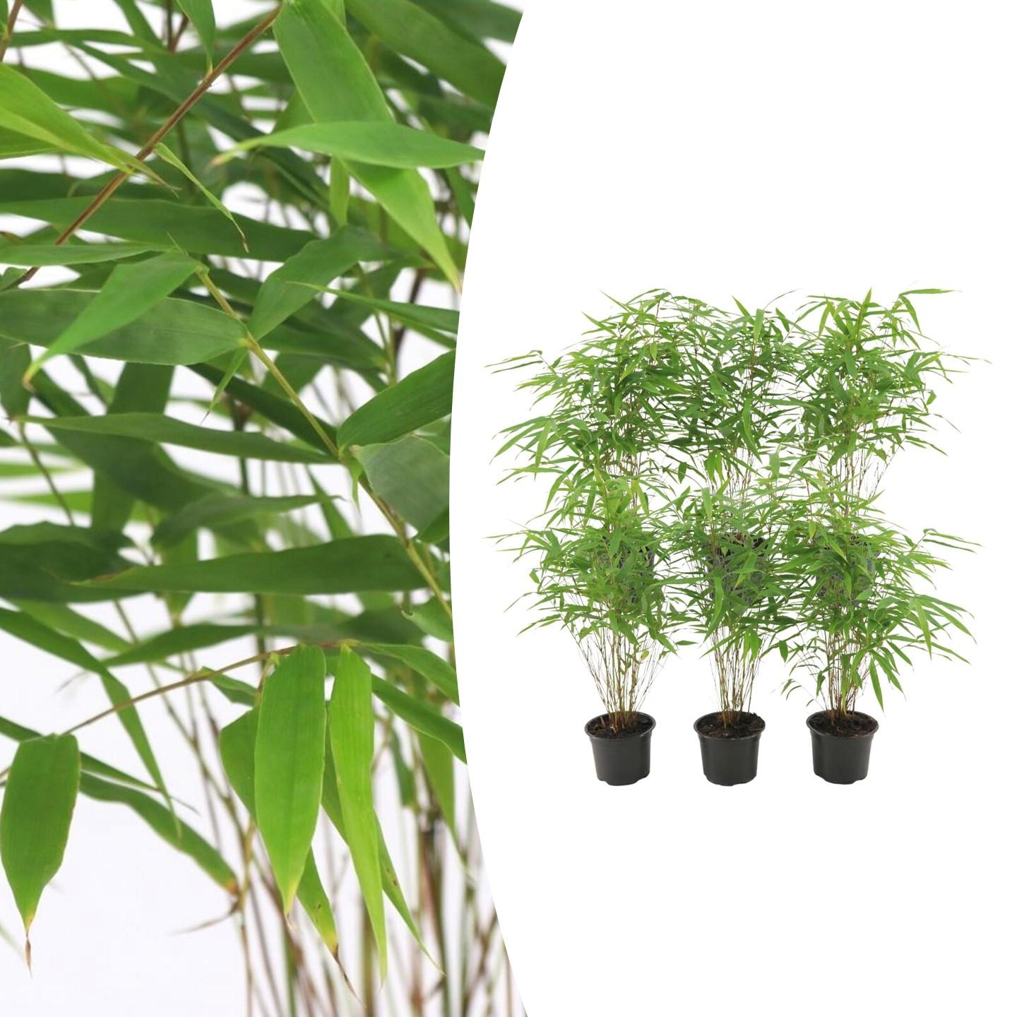Bamboebosje – Fargesia Rufa set (6 stuks)