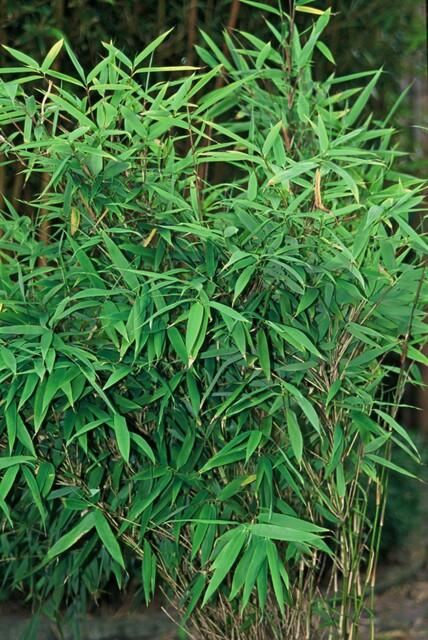 Bamboebosje – Fargesia Rufa set (6 stuks)