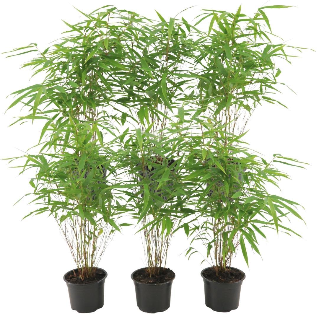 Bamboebosje – Fargesia Rufa set (6 stuks)