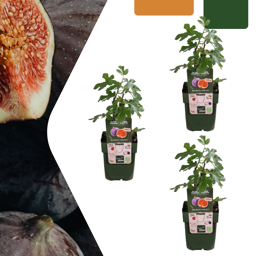Vijgenfeest – biologische vijgenplanten set (3 stuks)